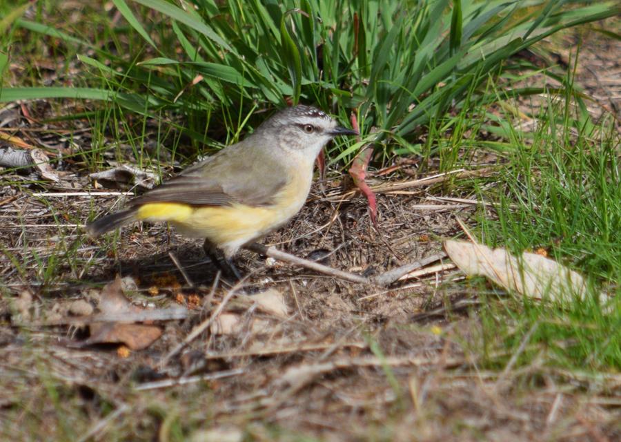 Thornbill Aug 2023 0004.JPG